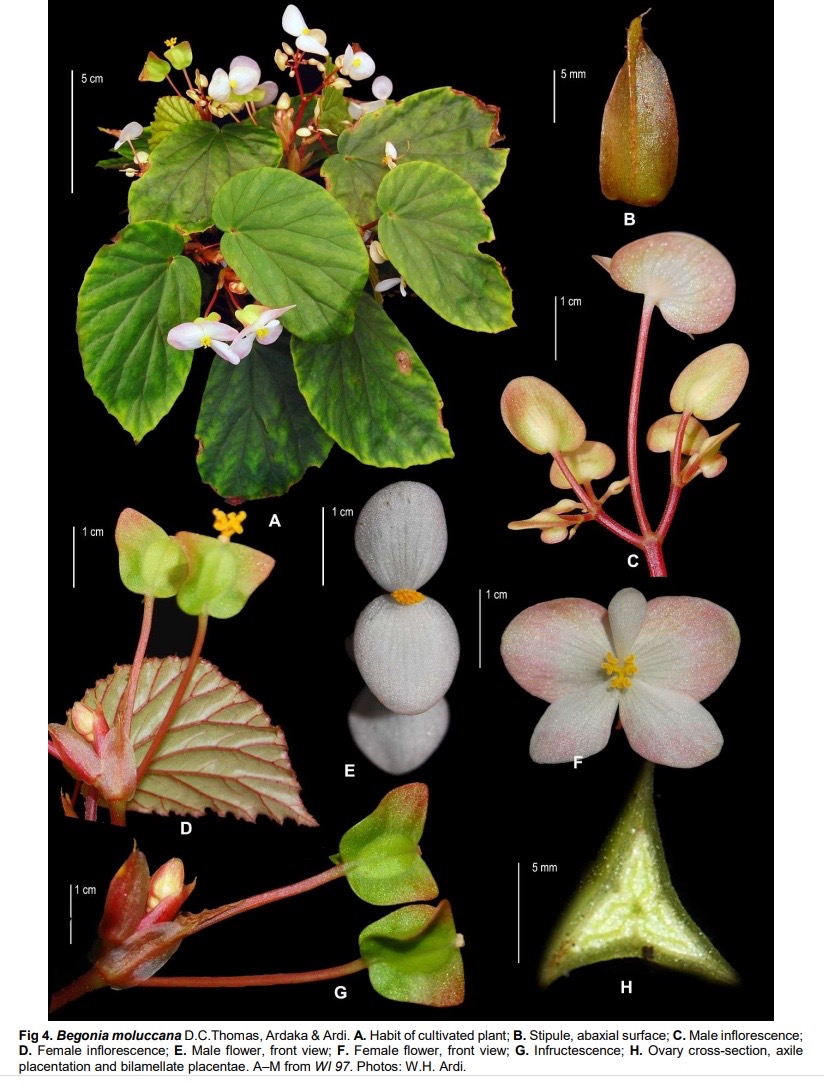 B. moluccana